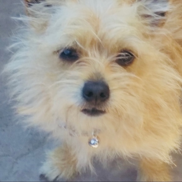 Meet your Posher, Christine and Bridgette🐾 - Picture 3 of 16